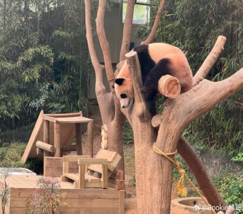 Rookie分享大熊猫照片：你怎么一整天睡觉福宝