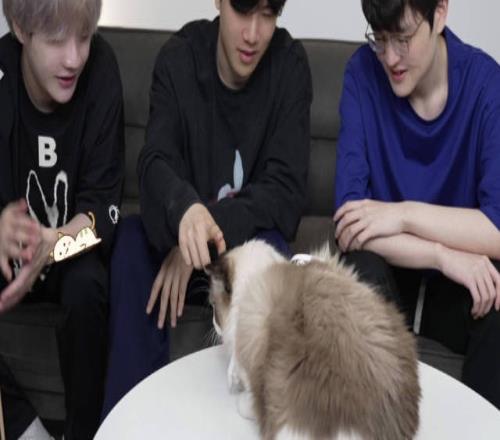 WBG官博更新视频：TheShy、Crisp、Weiwei与猫咪一同玩耍