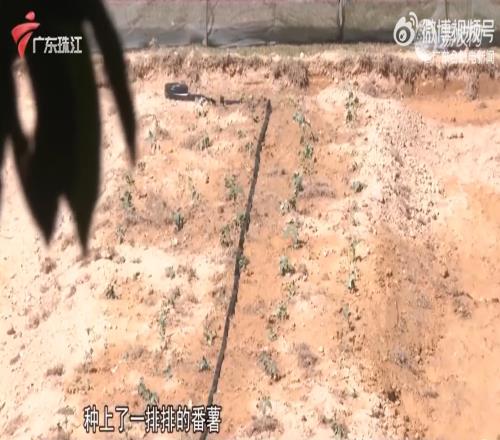 广州一中学球场变番薯地,校长:该土地用途不符规定,尽快恢复