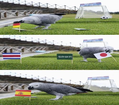 日本“神嘴”鹦鹉预测日本小组赛:输德国、西班牙,胜哥斯达黎加