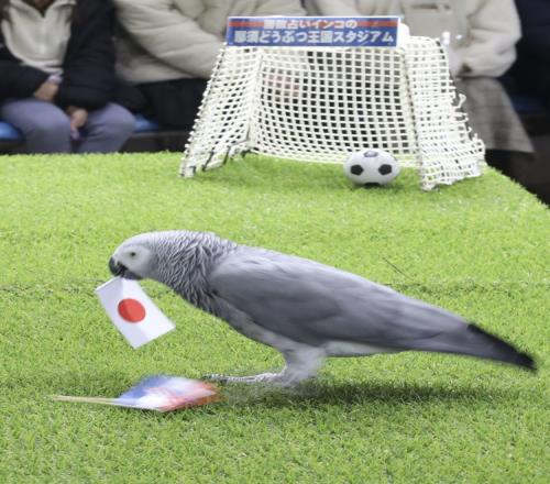 此前三场预测全错,这次如何?日本鹦鹉预测日本战胜克罗地亚晋级